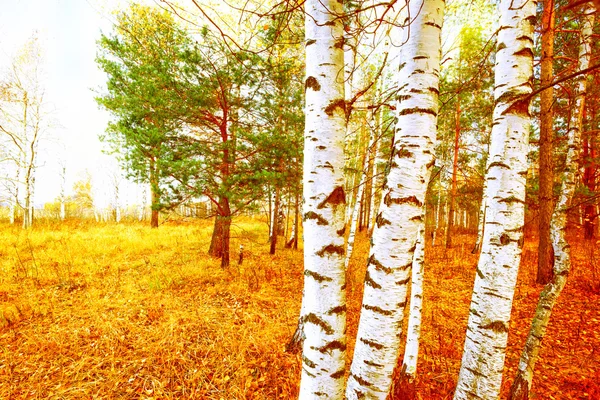 Skog Björk — Stockfoto