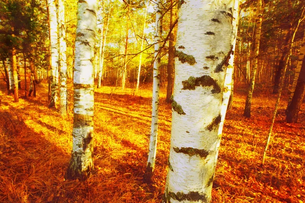 Δάσος σημύδας — Φωτογραφία Αρχείου