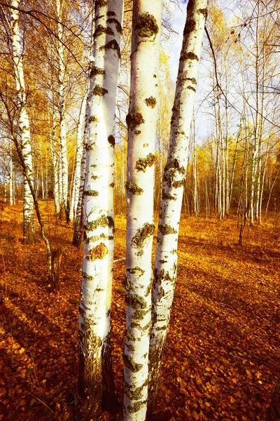 Orman huş — Stok fotoğraf