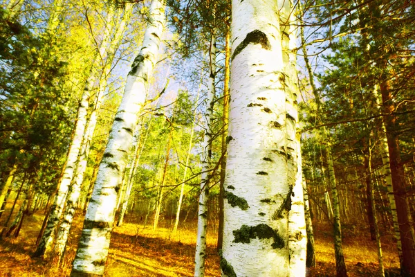 Forest birch — Stock Photo, Image