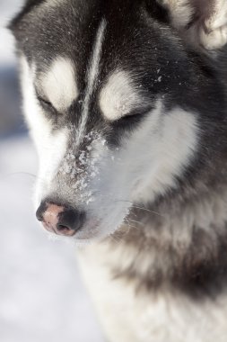 güzel siberian dış yapraklar