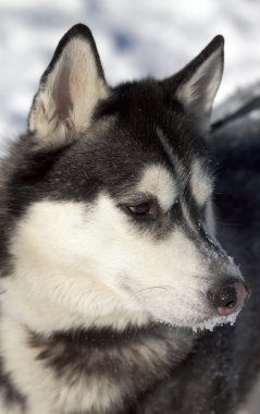 güzel siberian dış yapraklar