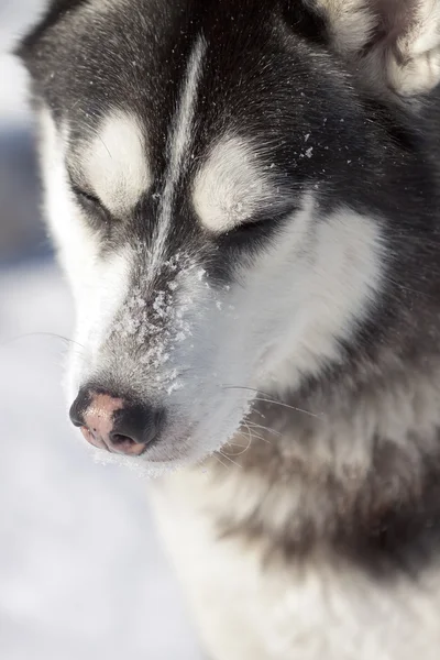 Hermoso Husky siberiano — Foto de Stock