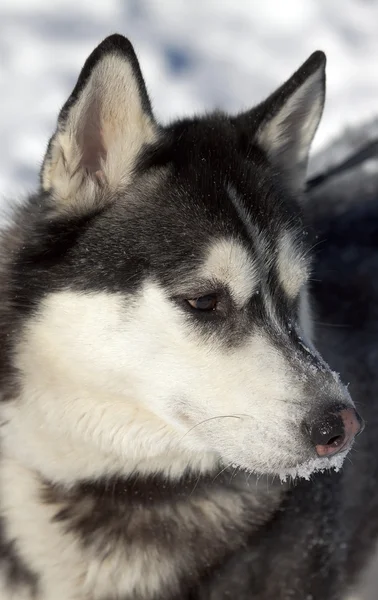 Mooie Siberische husky — Stockfoto