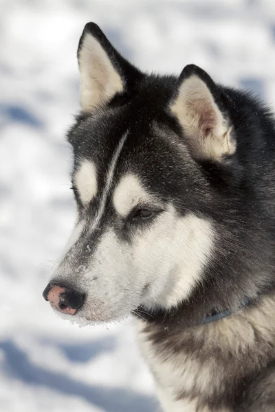 Schöner sibirischer Husky — Stockfoto