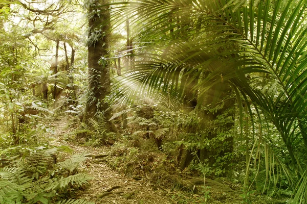 Bosque tropical — Foto de Stock