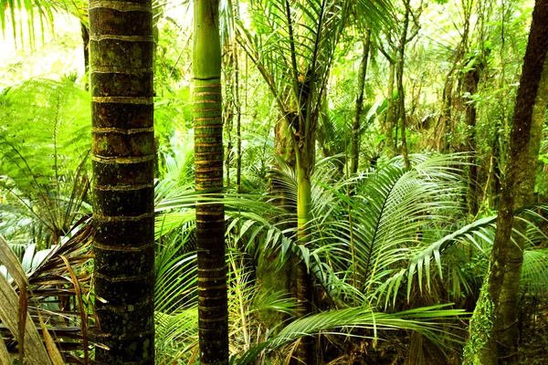热带森林 — 图库照片