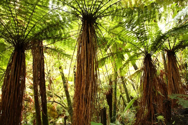 Ormbunkar träd i tropiska skog — Stockfoto