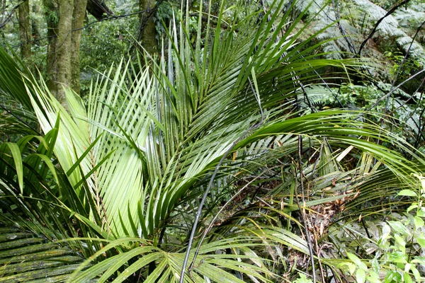 Stock image Ferns in dense tropical jungle