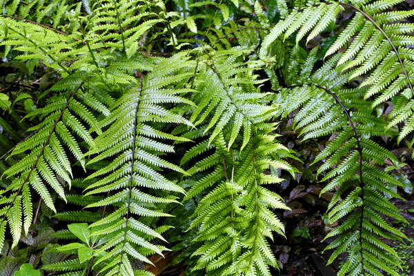 Fern leaves