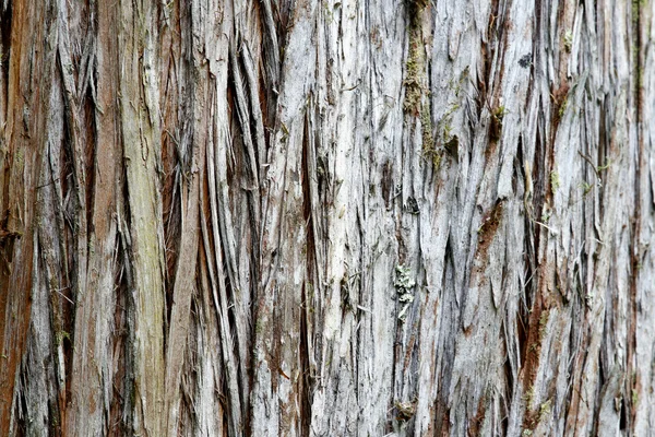 Кора дерева — стокове фото