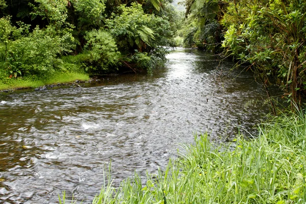 Fiume della foresta — Foto Stock