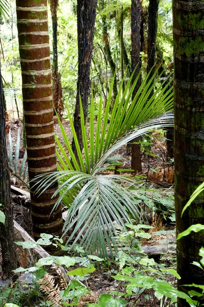 Tropikal orman — Stok fotoğraf