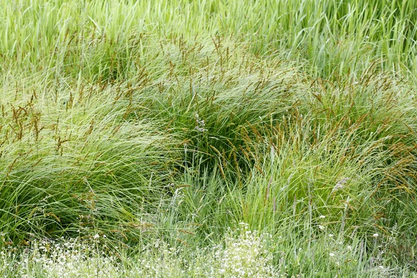 Grasses — Stock Photo, Image