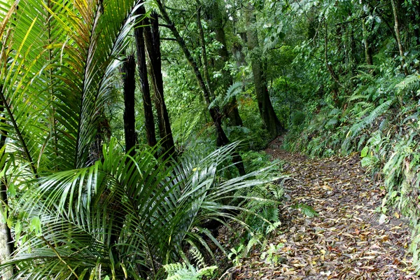Forêt tropicale — Photo