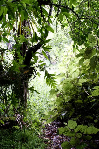 Tropischer Dschungel — Stockfoto