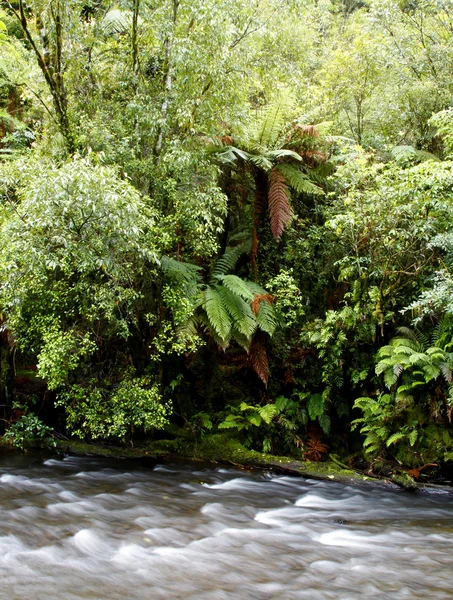 stock image Tropical forest