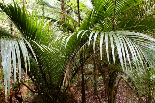 蕨类植物在热带森林中的特写 — 图库照片
