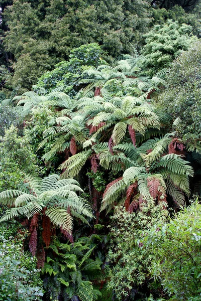 Samambaias na densa selva tropical — Fotografia de Stock
