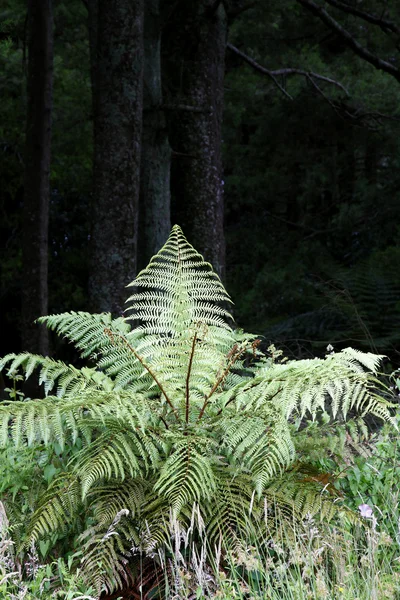 В тропічний ліс папороті — стокове фото