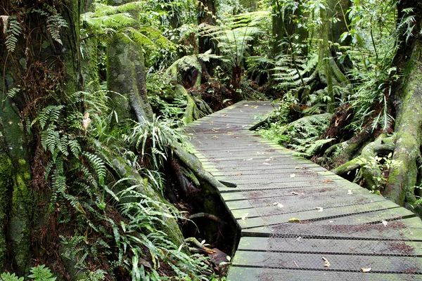 Bosque — Foto de Stock