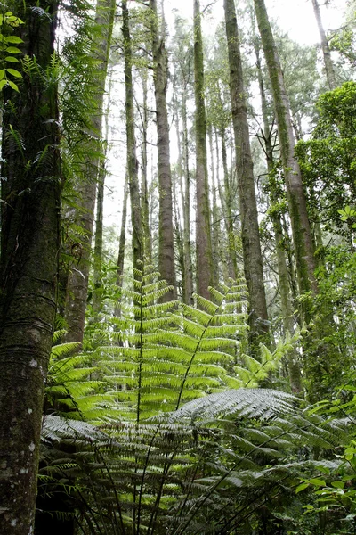Farn in einem tropischen Wald — Stockfoto