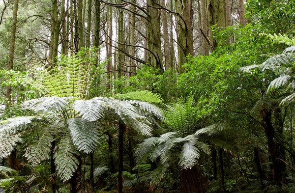 Ferns tropik bir ormanda — Stok fotoğraf
