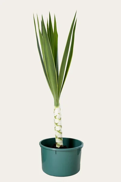 Yucca plant in pot on plain background — Stock Photo, Image
