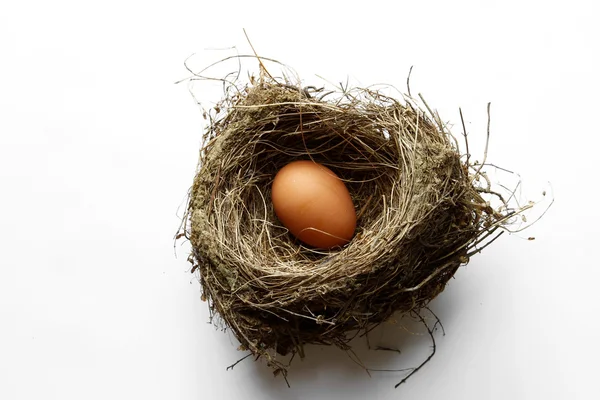 Ei in een nest — Stockfoto