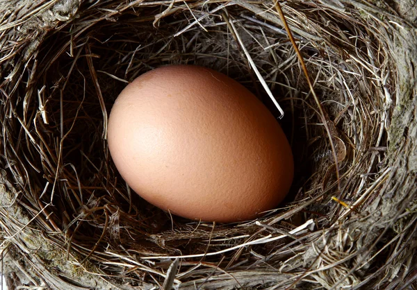 Egg i rede – stockfoto