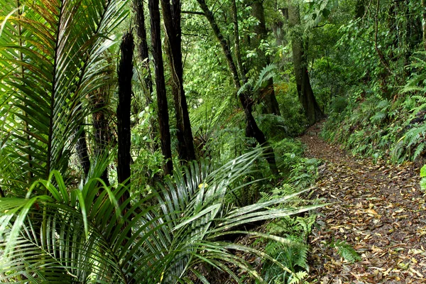 Bosque tropical — Foto de Stock