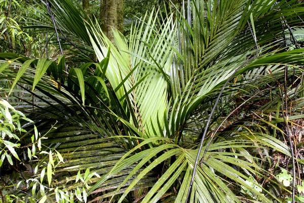 在茂密的热带丛林中的蕨类植物 — 图库照片