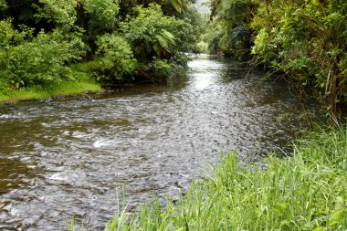 Orman Nehri