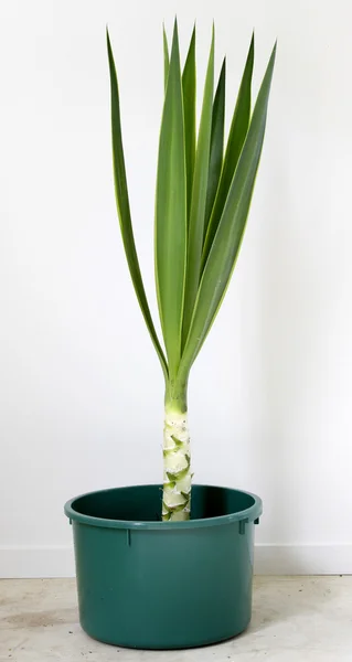 Yucca plant in pot — Stock Photo, Image