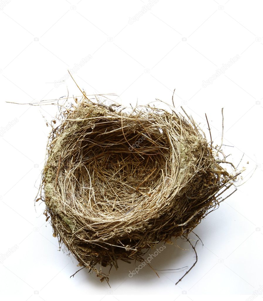 Empty nest on plain background