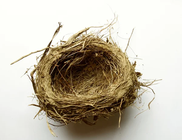 Empty nest on plain background — Stock Photo, Image