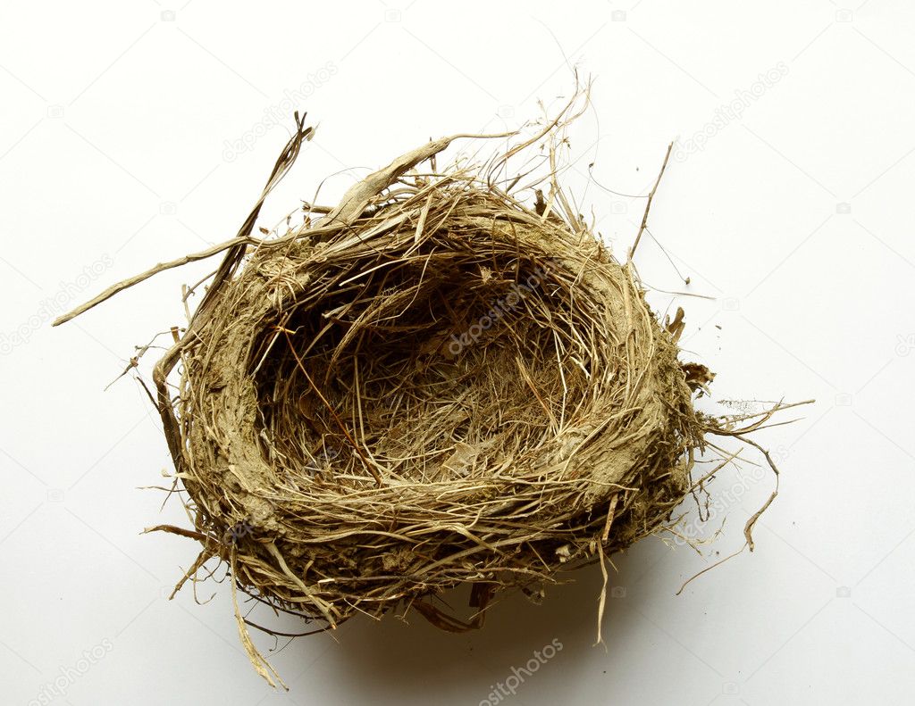 Empty nest on plain background