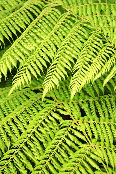Closeup of ferns — Stock Photo, Image