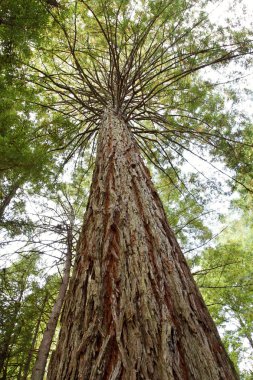 Redwood tree clipart