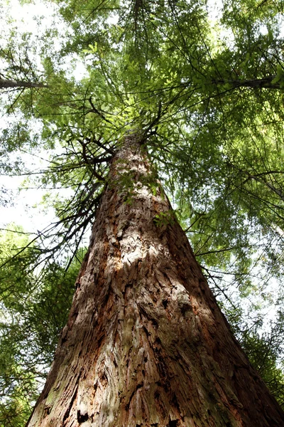 Sekoya ağacı — Stok fotoğraf