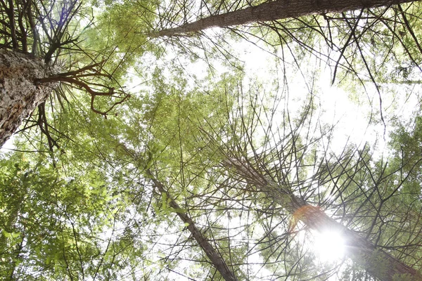 Canopy Hutan — Stok Foto