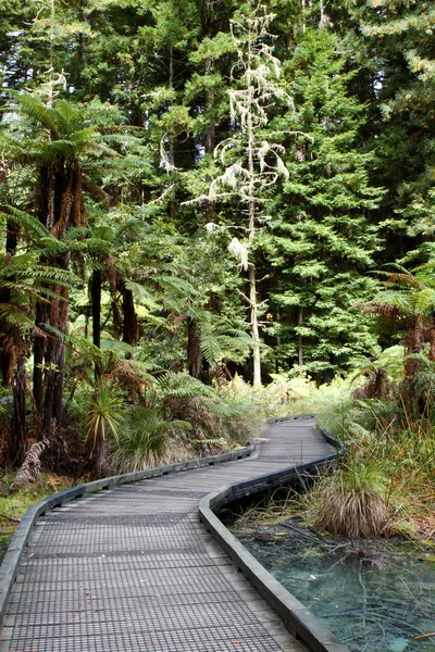 stock image Forest trail