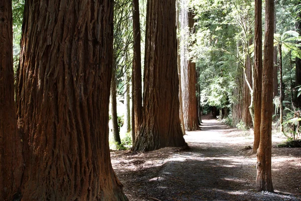 Forêt de séquoias — Photo