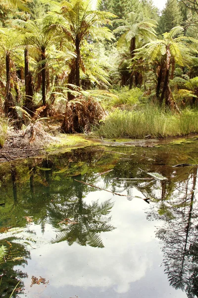 New Zealand forest — Stock Photo, Image