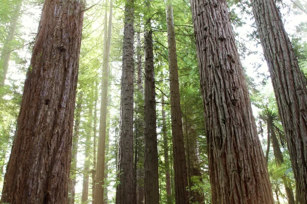 Stock image Redwood trees