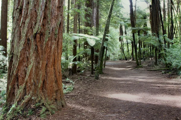 レッドウッドの森 — ストック写真