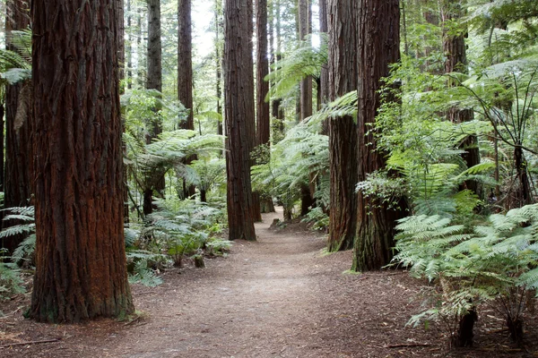 Forêt de séquoias — Photo