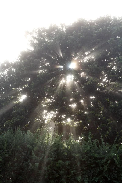 Світло в дерево — стокове фото