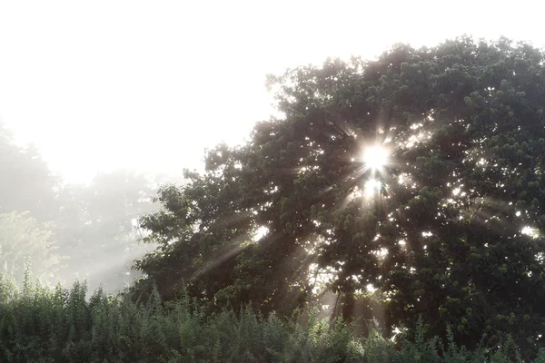 Světlo v stromu — Stock fotografie
