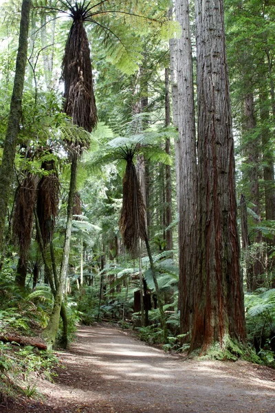 Redwood forest — Stock Photo, Image